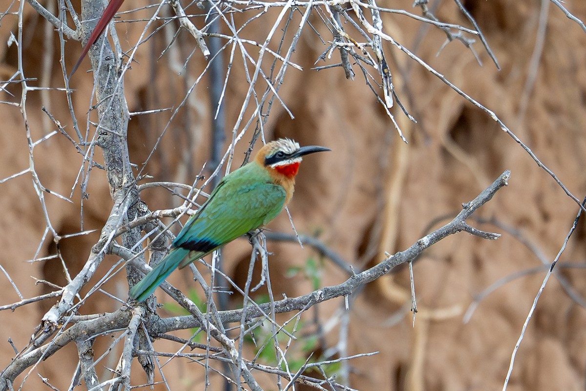 White-fronted Bee-eater - ML644735362