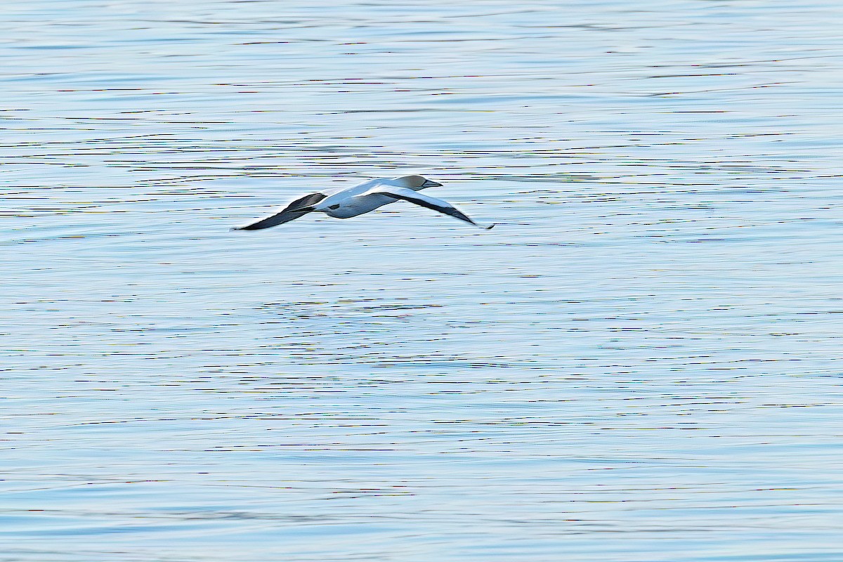 Australasian Gannet - ML644735363