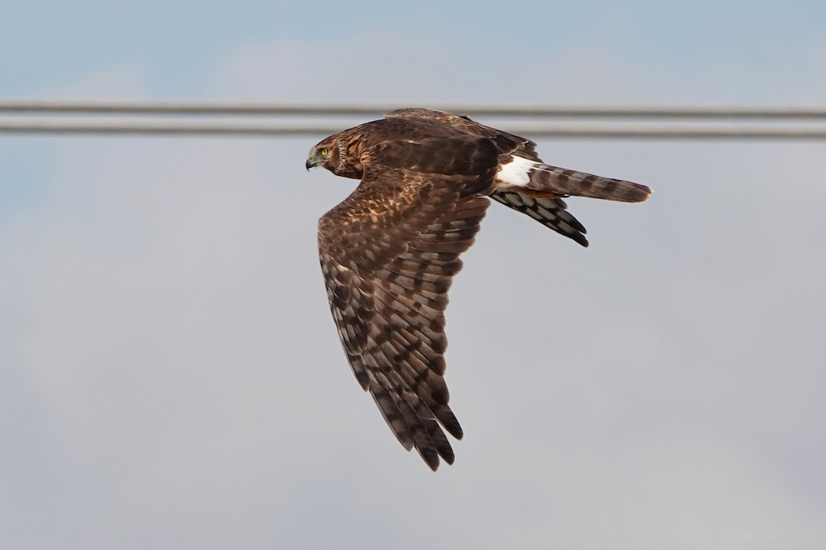 זרון אמריקני - ML644735382