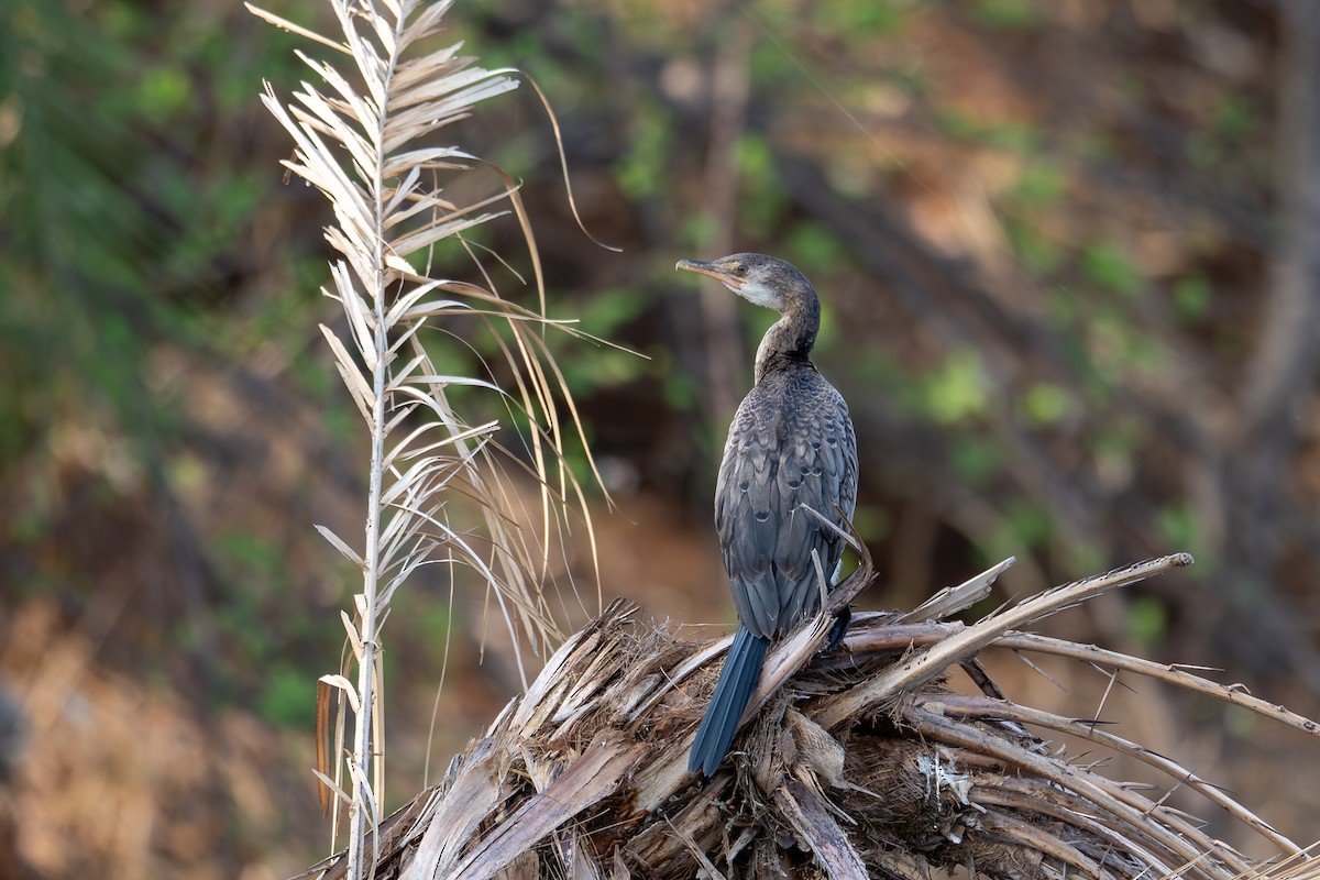 アフリカコビトウ - ML644735394