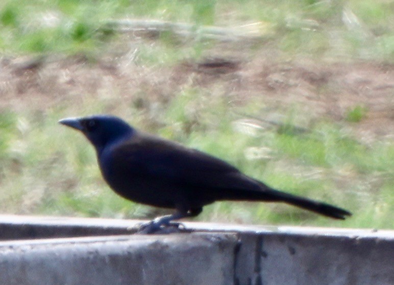 Пурпурный гракл - ML644735403