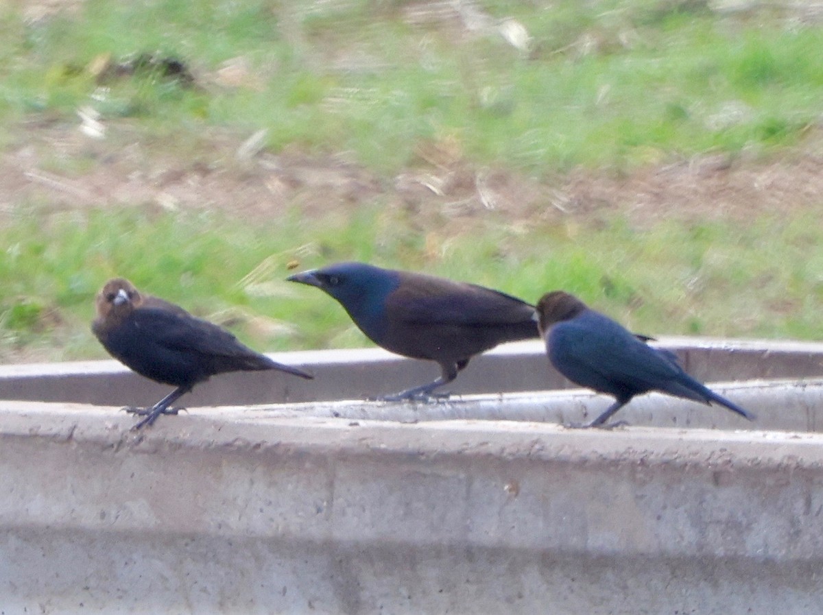 Пурпурный гракл - ML644735404