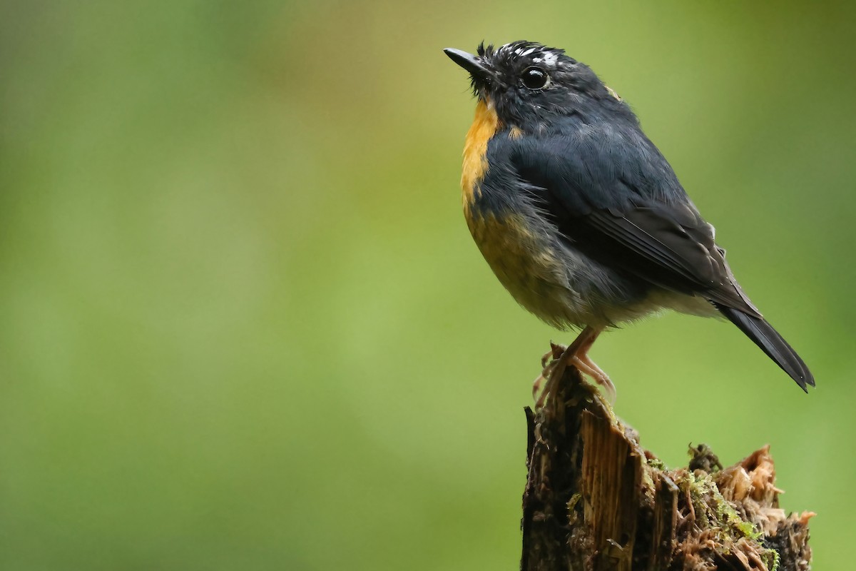 Snowy-browed Flycatcher - ML644735407