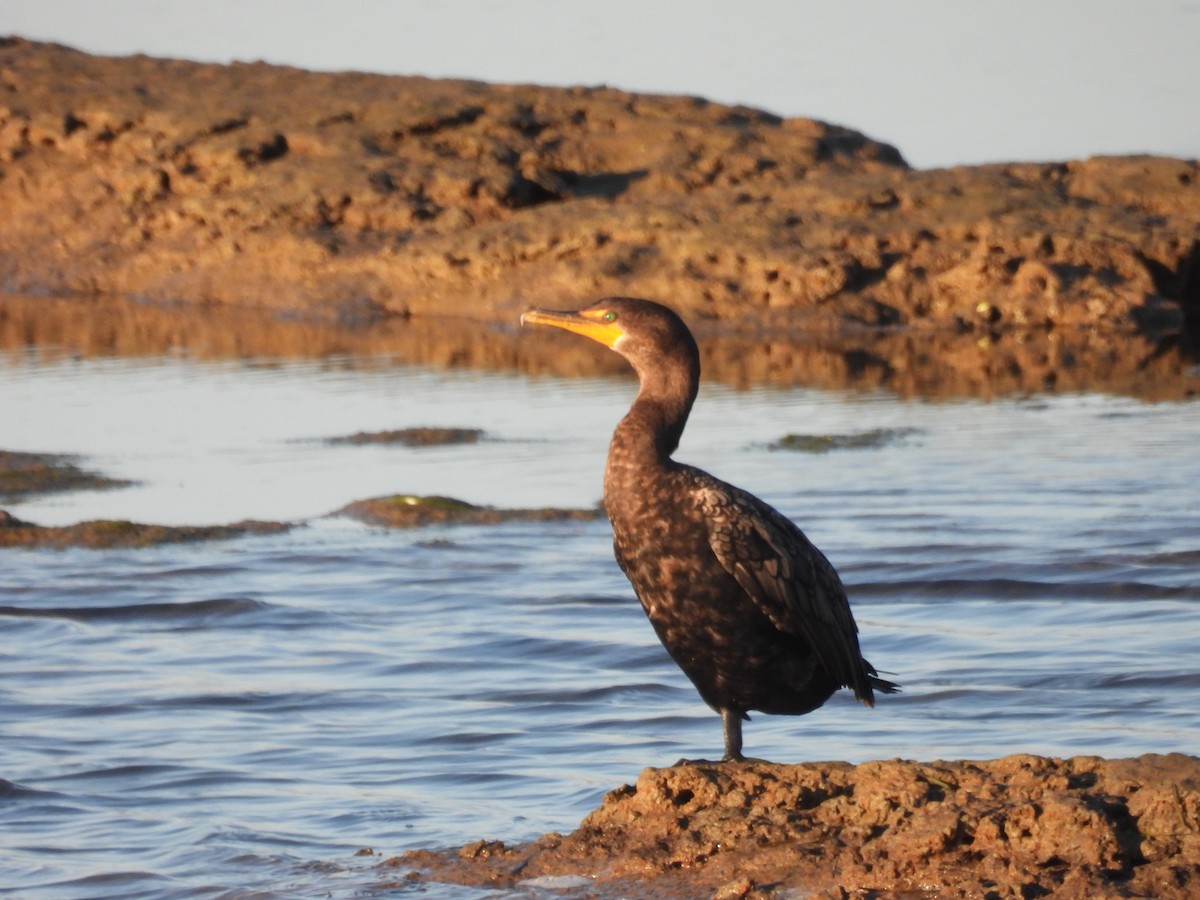 Double-crested Cormorant - ML644735422