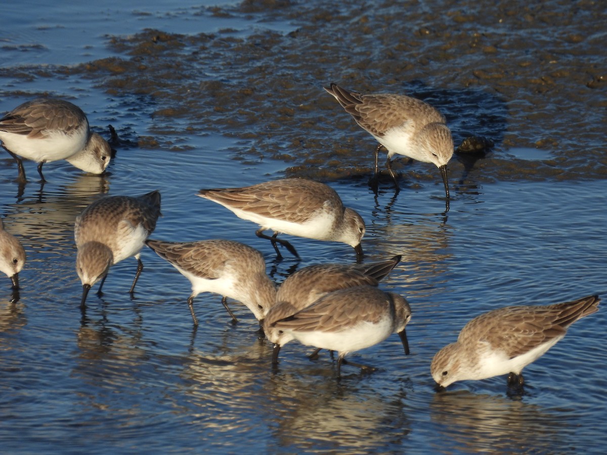 Alaska Kumkuşu - ML644735425