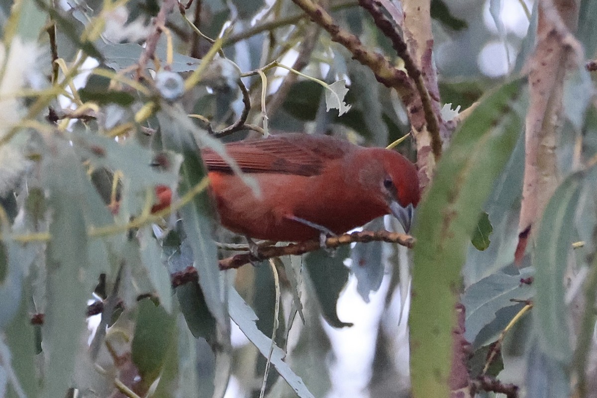 Hepatic Tanager - ML644735434