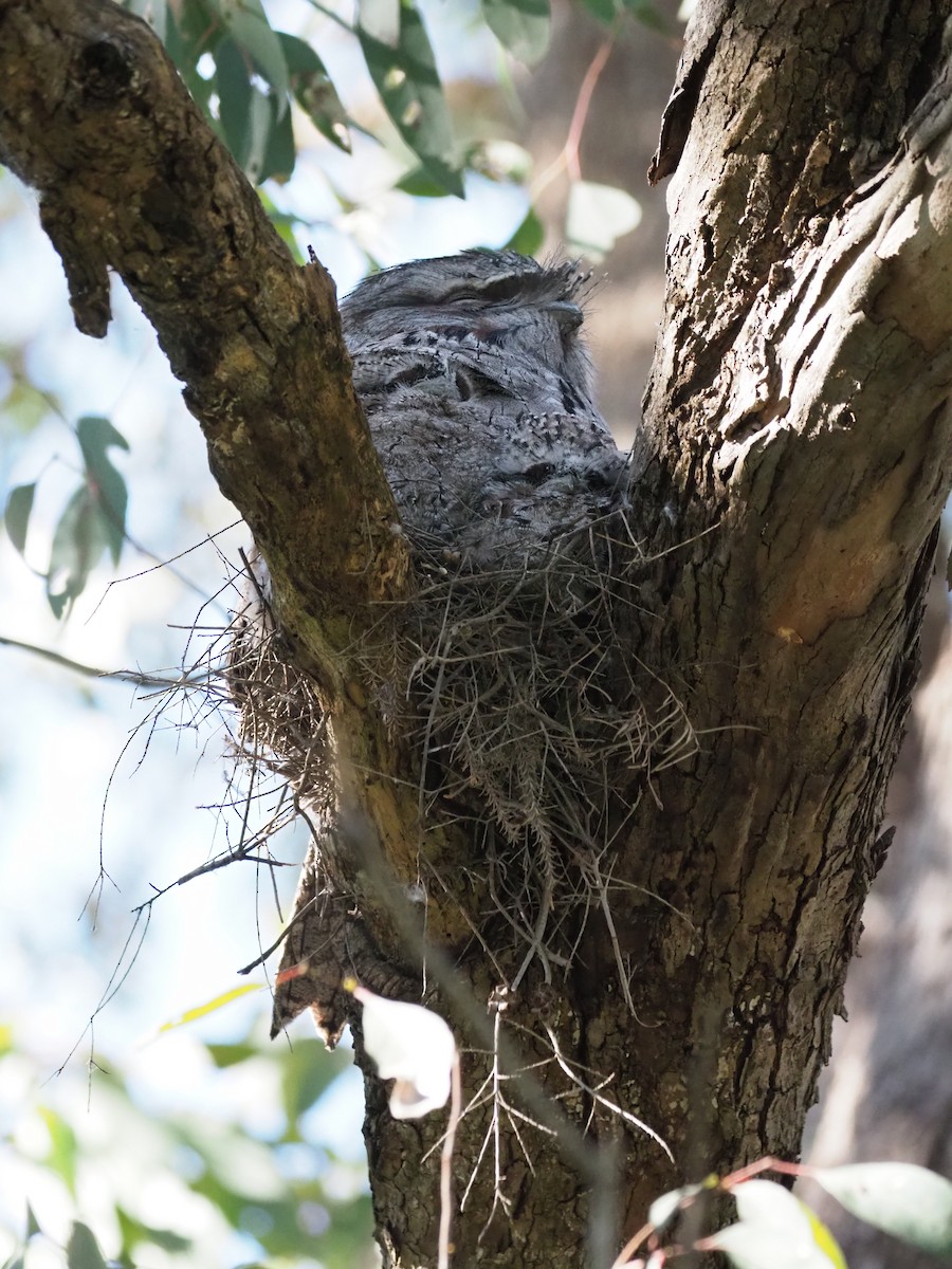 Tawny Frogmouth - ML644735439