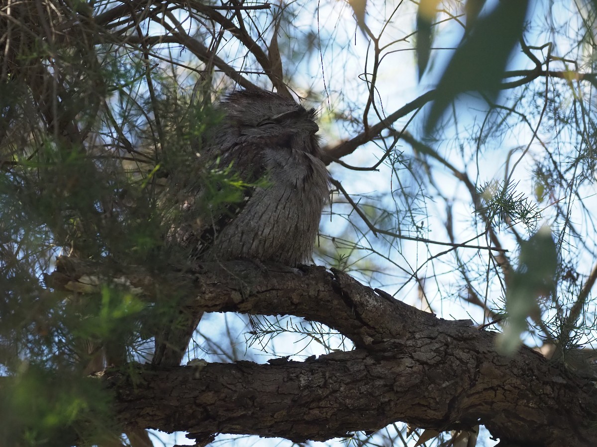 Tawny Frogmouth - ML644735440
