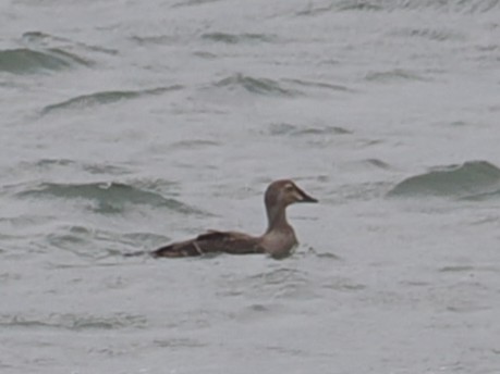 Гага-гребенушка - ML644735470