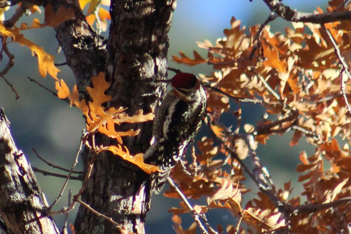 Rotnacken-Saftlecker - ML644735491