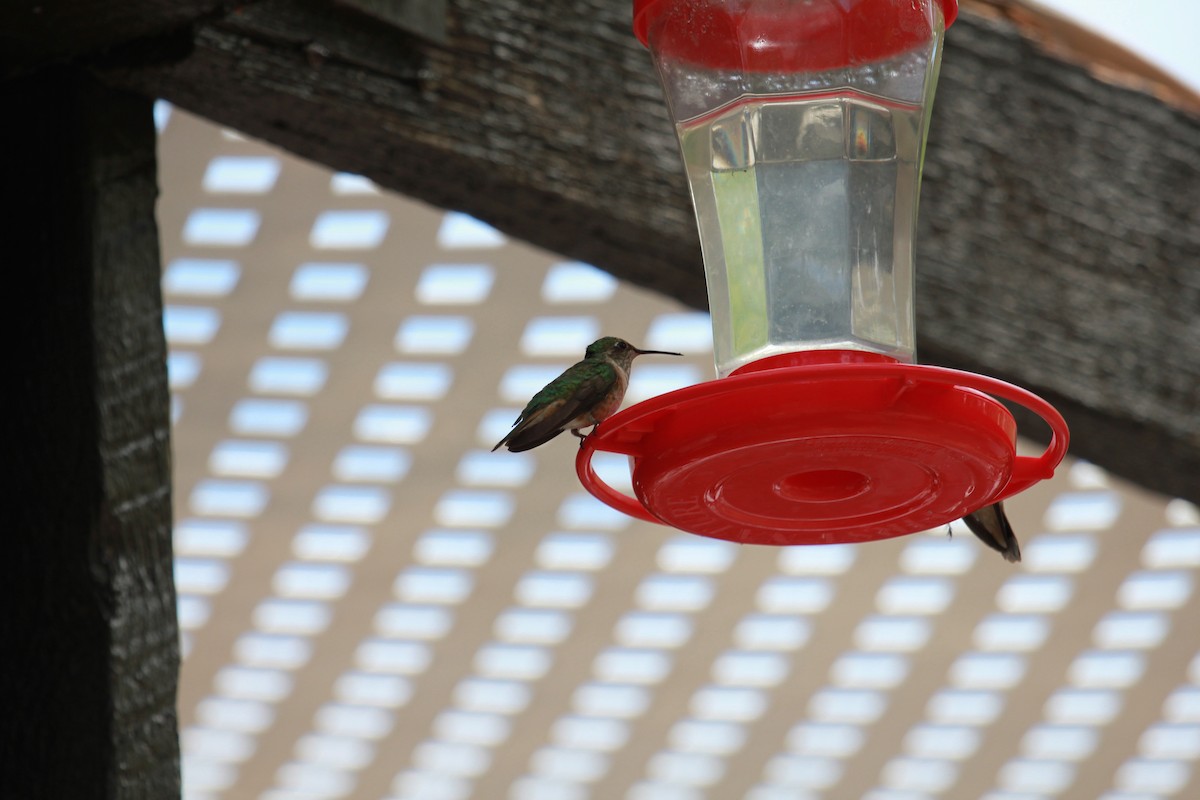 bredstjertkolibri - ML644735494