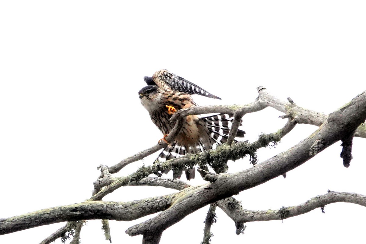 Merlin - ML644735496