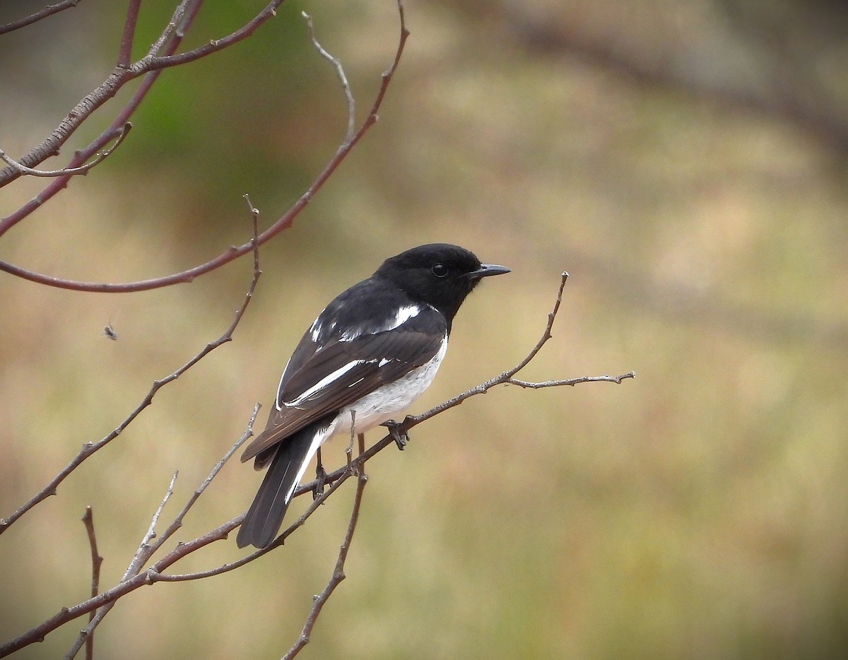 Пегая дриада - ML644735510