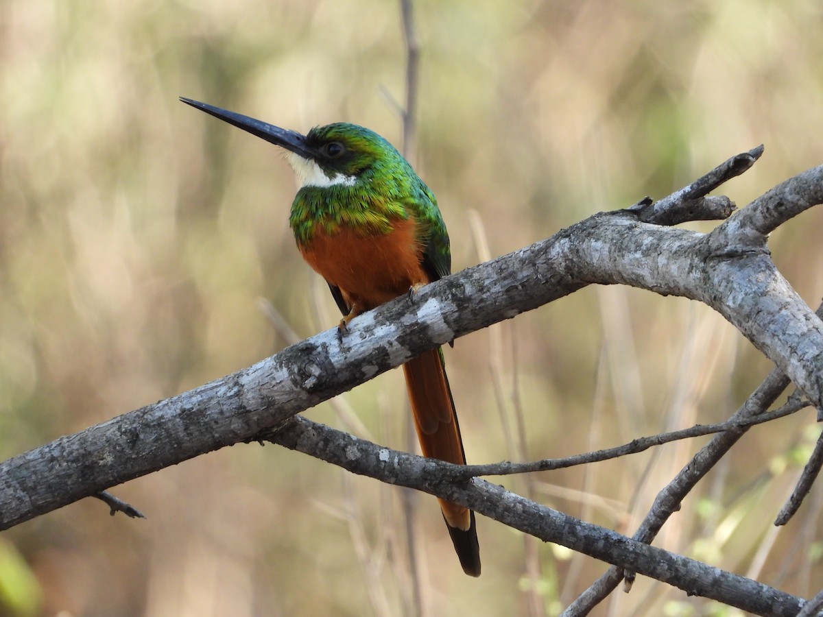 Rufous-tailed Jacamar - ML644735512