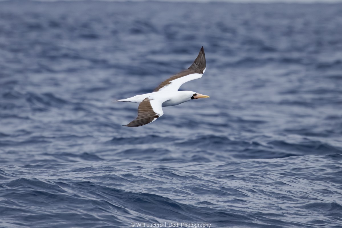 terej tichomořský - ML644735516