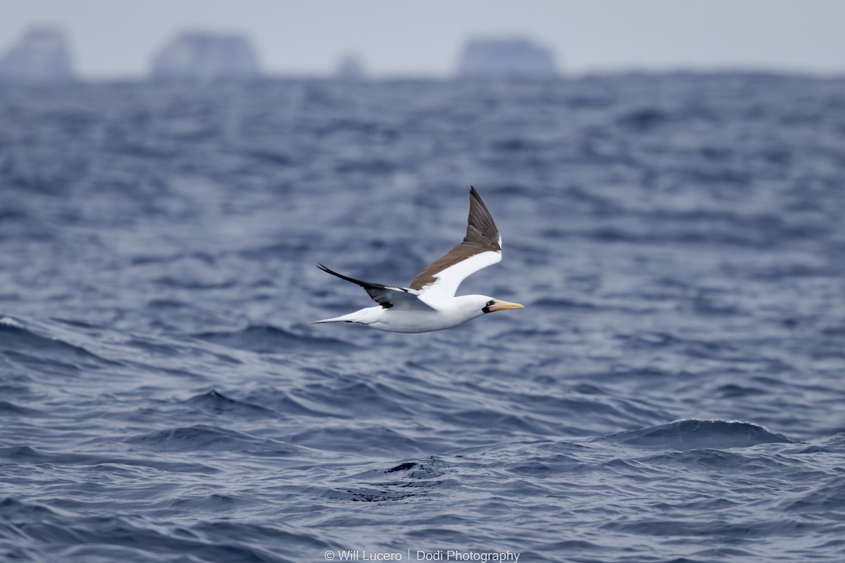 terej tichomořský - ML644735517