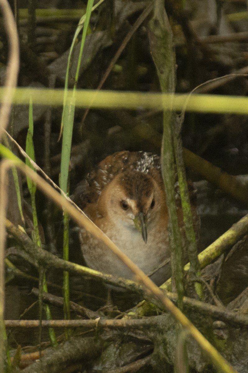 dvergrikse - ML644735527