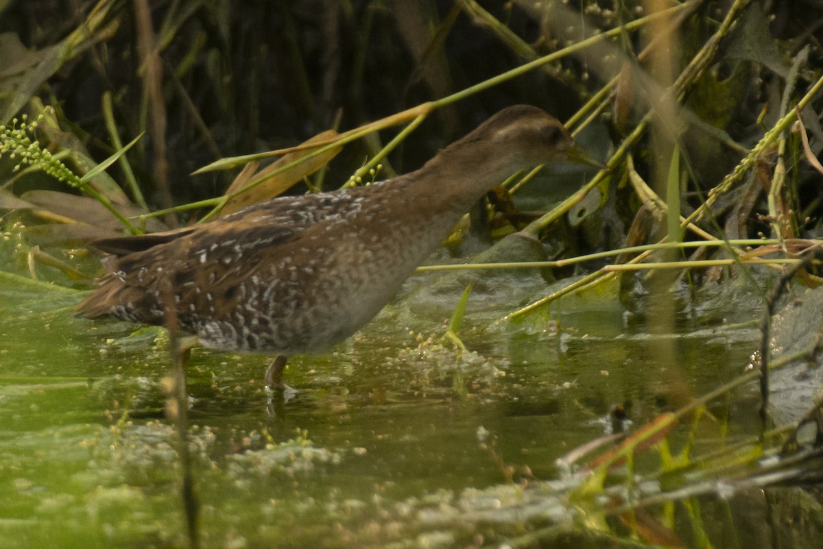 dvergrikse - ML644735528