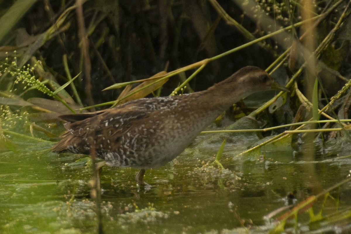 dvergrikse - ML644735529