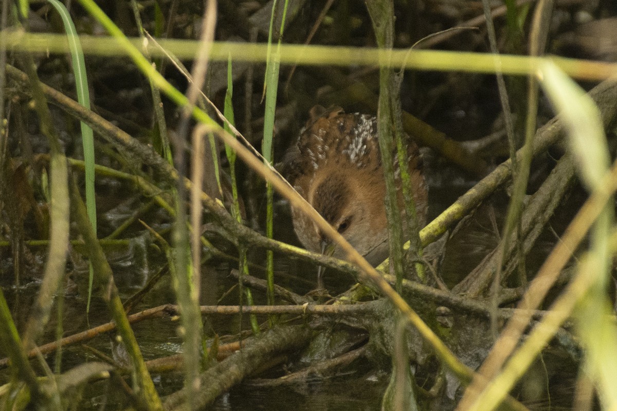 dvergrikse - ML644735530