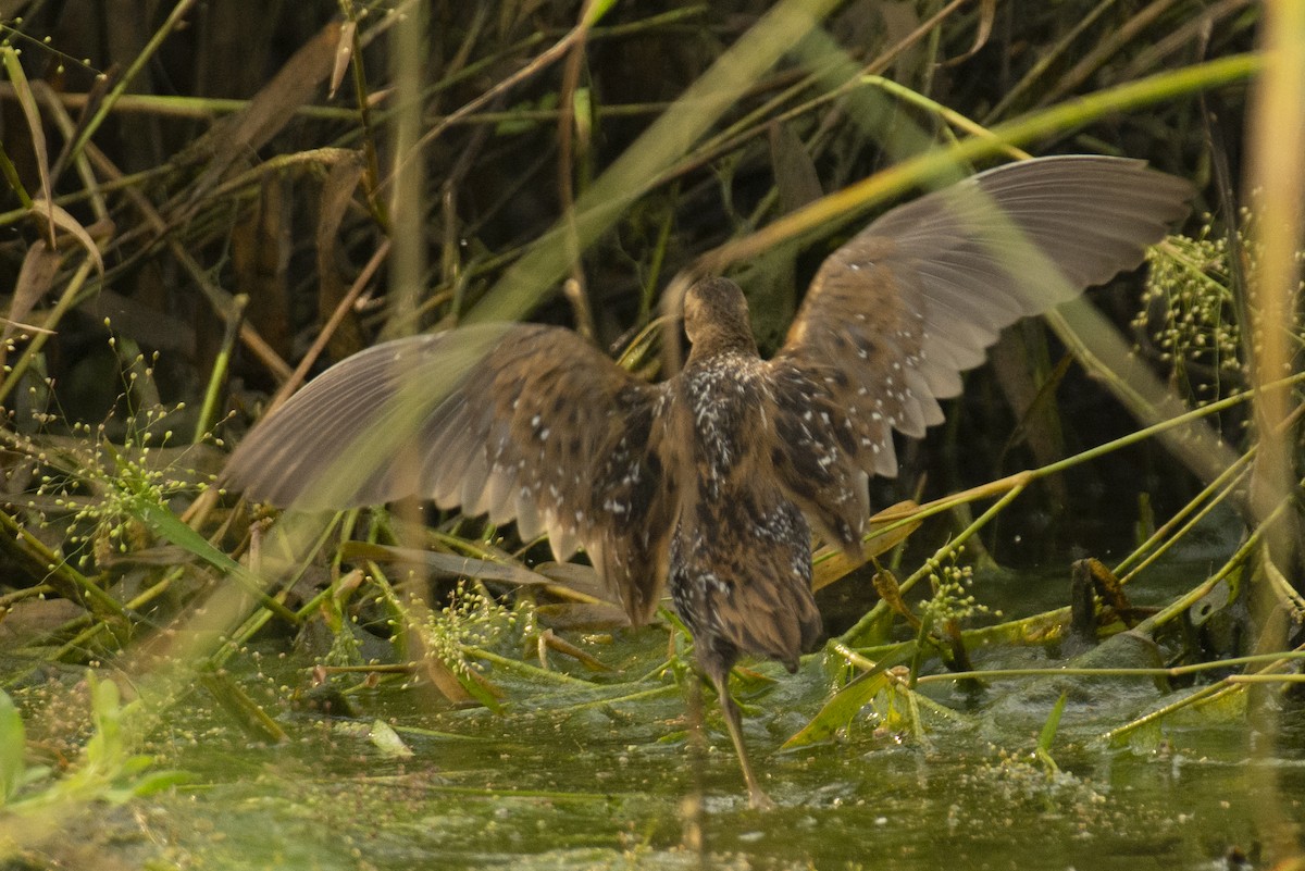 dvergrikse - ML644735531