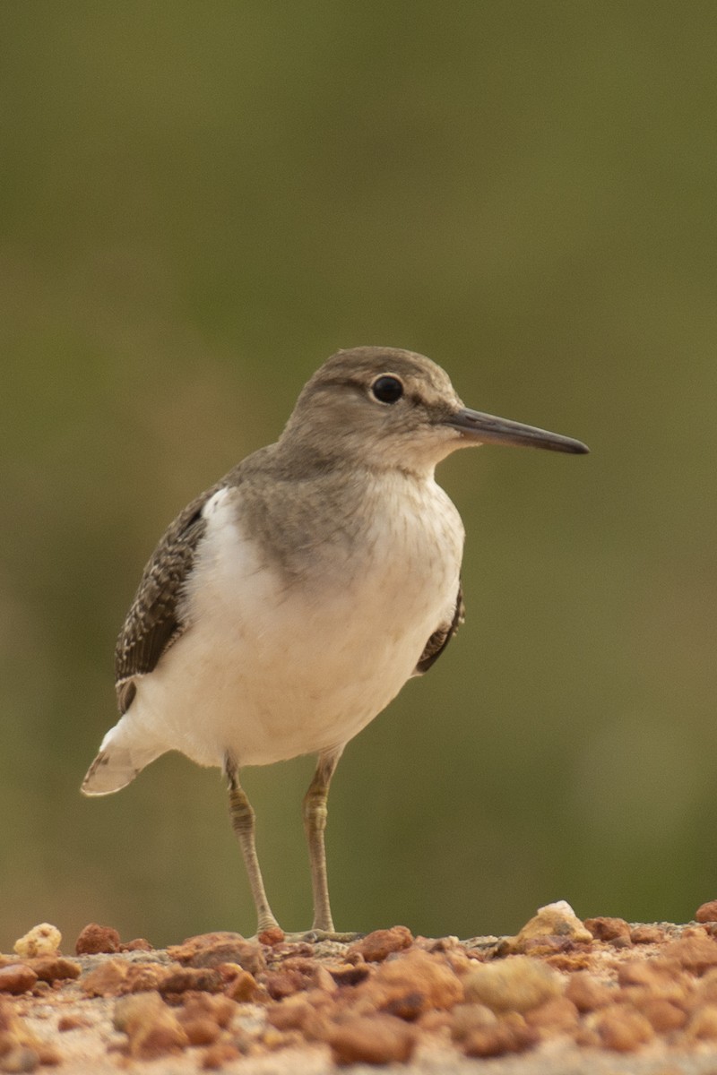 strandsnipe - ML644735538