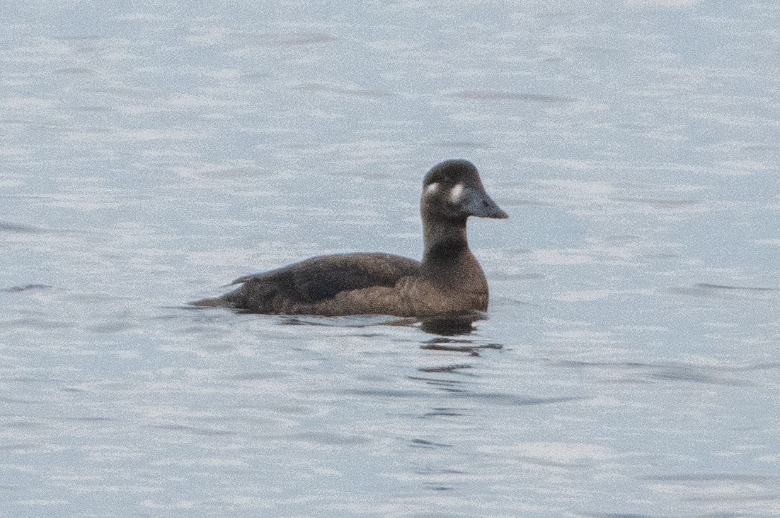 Surf Scoter - ML644735546