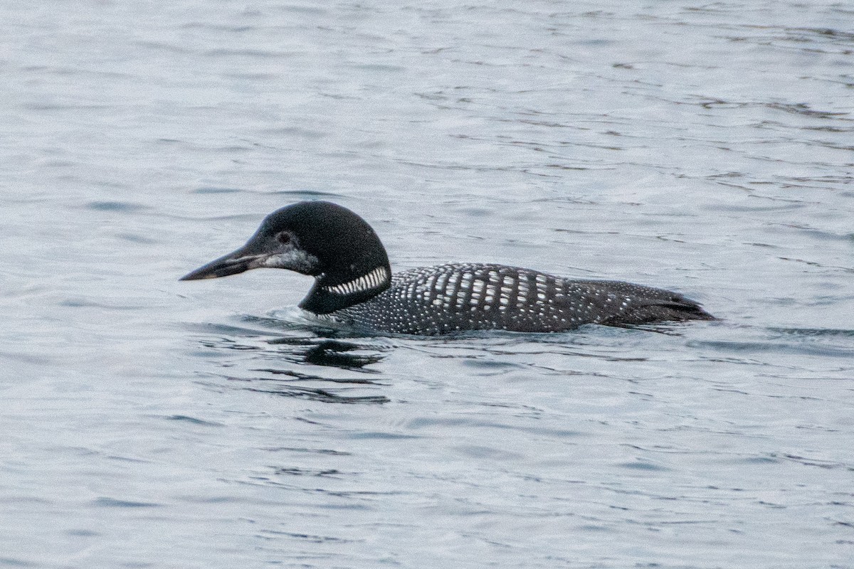 Aliota handia - ML644735551