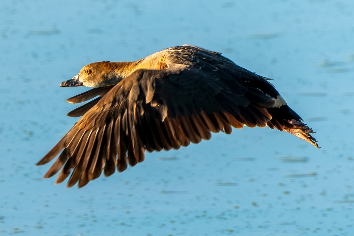 Plumed Whistling-Duck - ML644735554