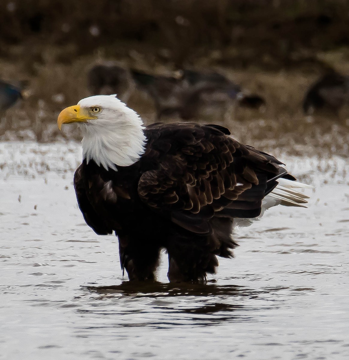 Pygargue à tête blanche - ML644735558