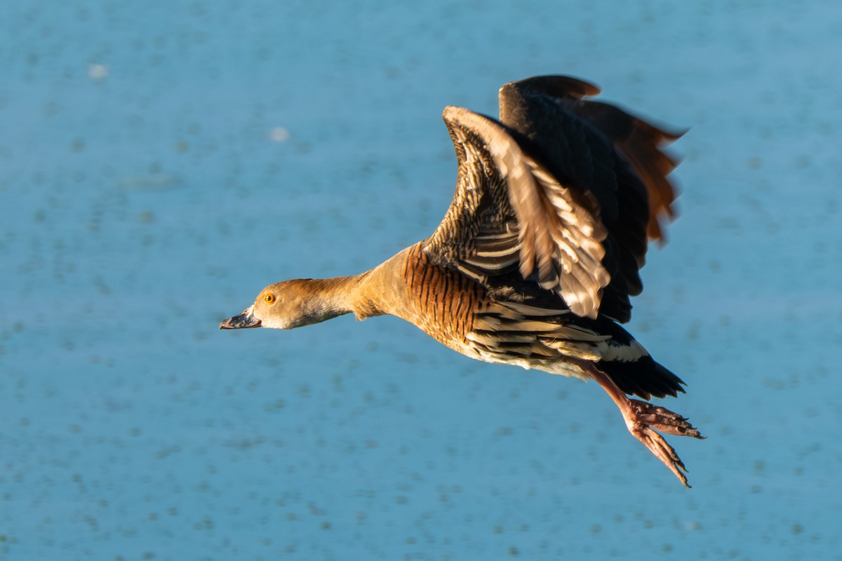 Plumed Whistling-Duck - ML644735564