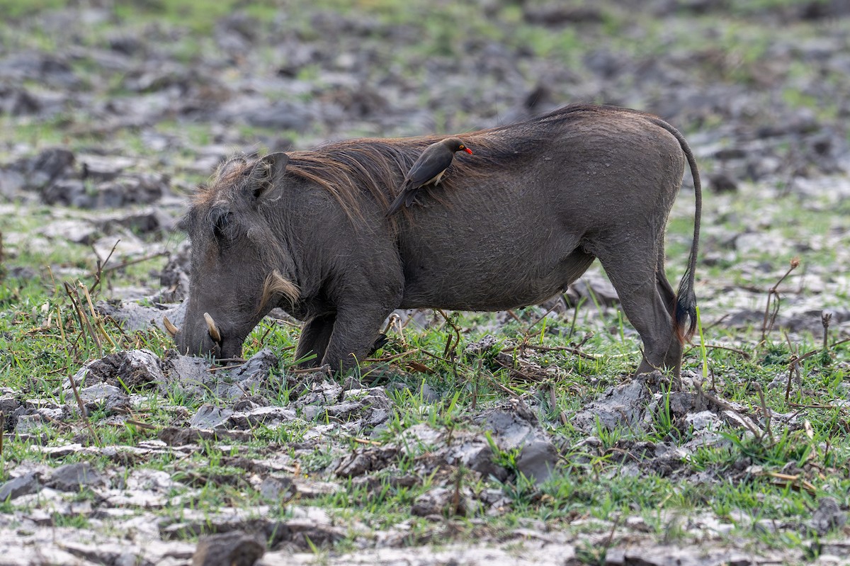 rødnebboksehakker - ML644735573