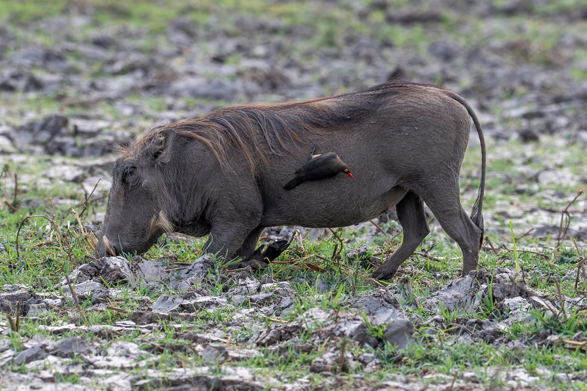 rødnebboksehakker - ML644735574