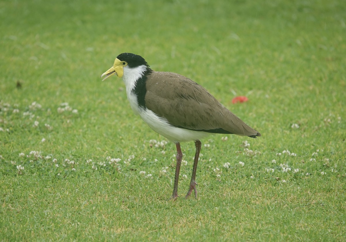Masked Lapwing - ML644735594