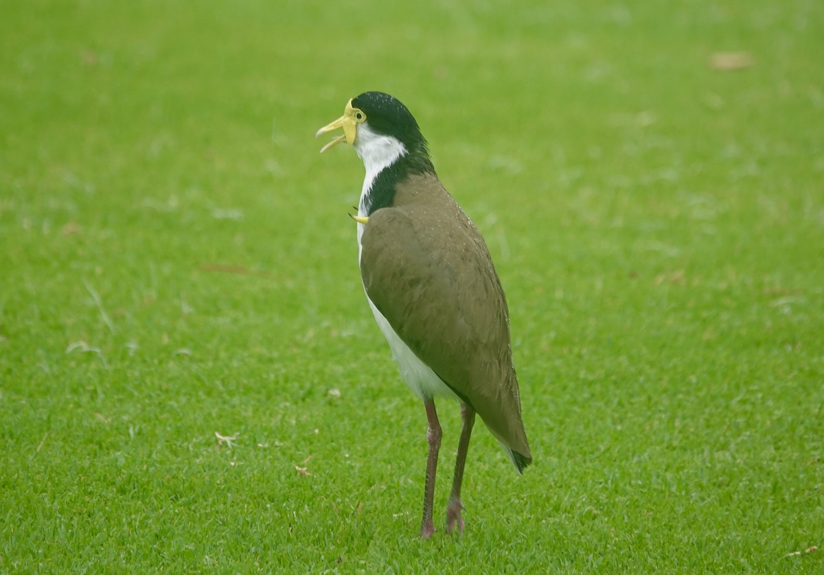 Masked Lapwing - ML644735595