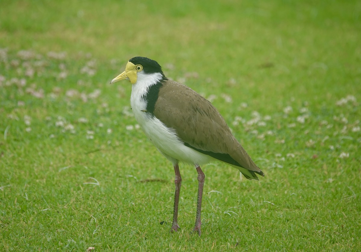 Masked Lapwing - ML644735597