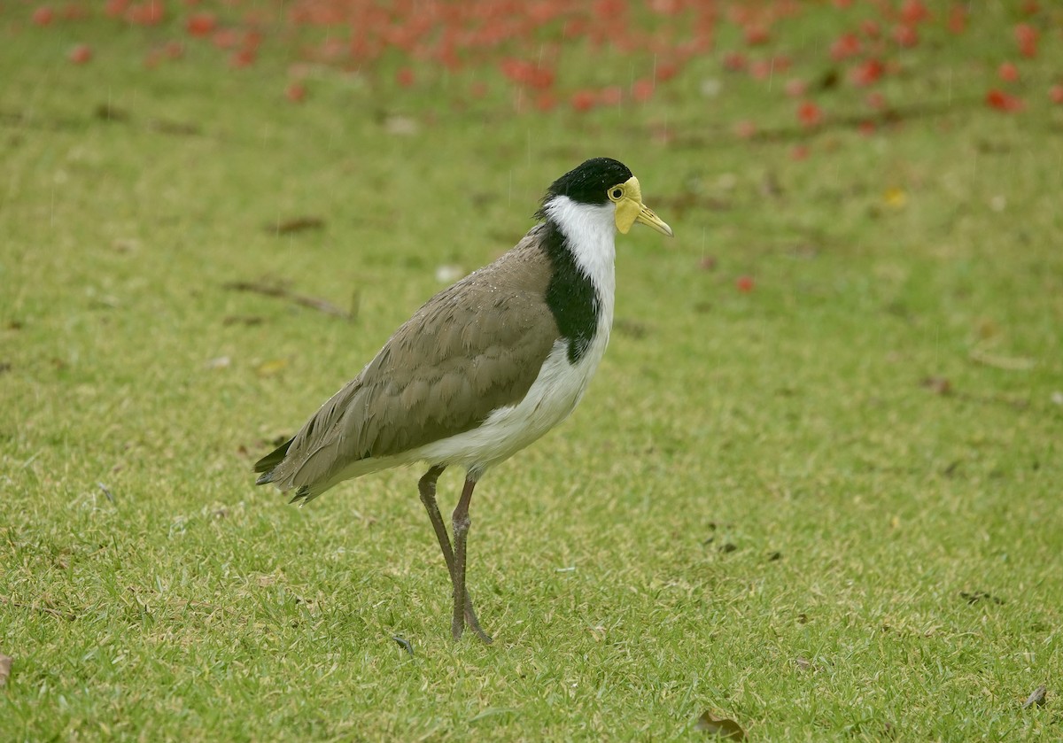 Masked Lapwing - ML644735598