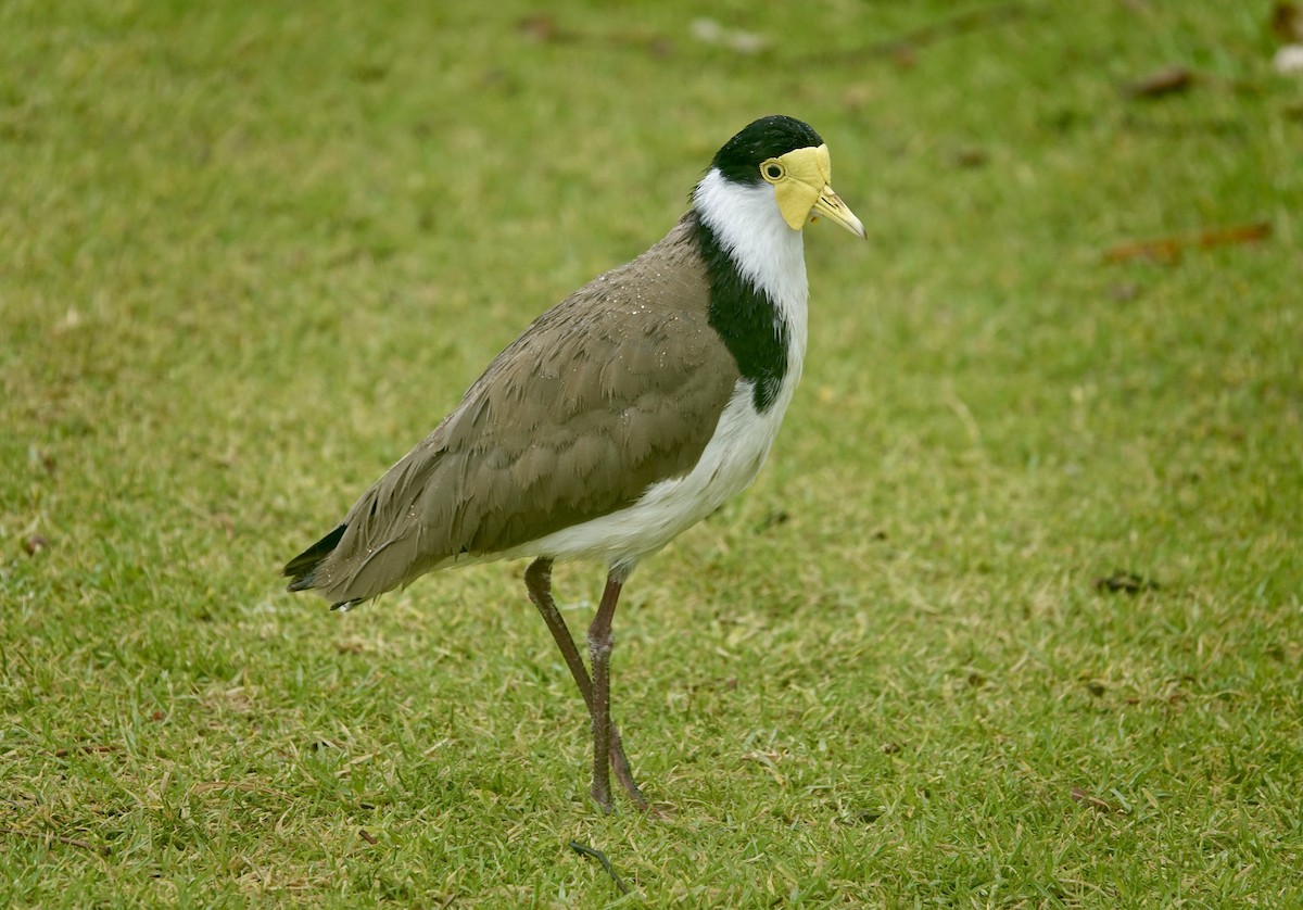 Masked Lapwing - ML644735599