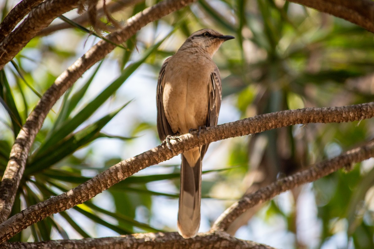 Kampo Taklitçisi - ML644735606