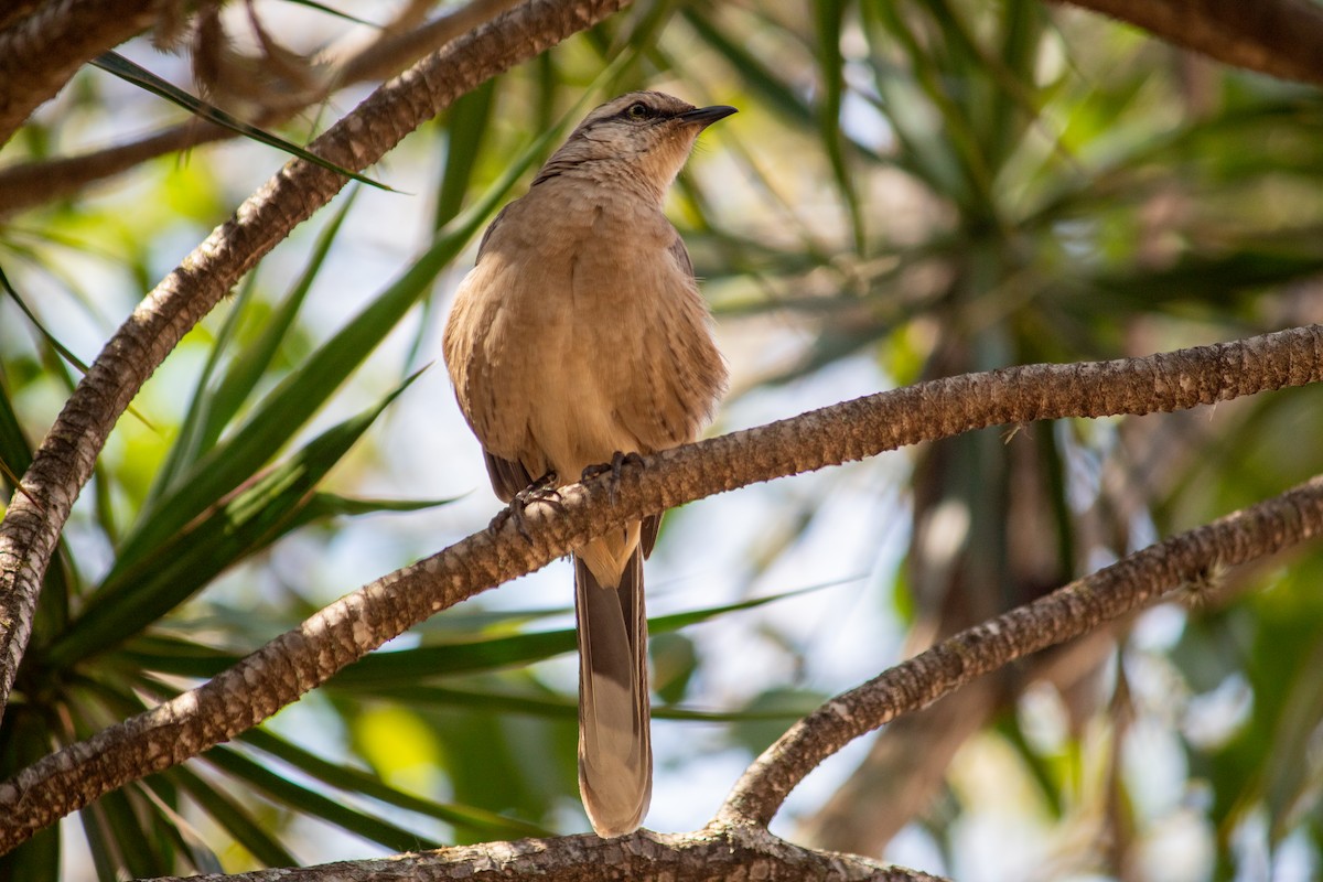 Kampo Taklitçisi - ML644735607