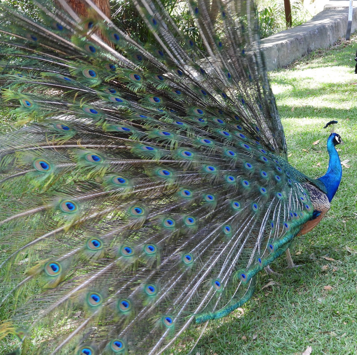 Indian Peafowl - ML644735615