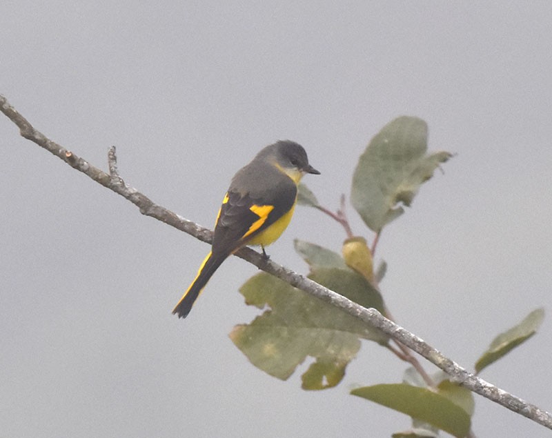 gråhakemønjefugl - ML644735616