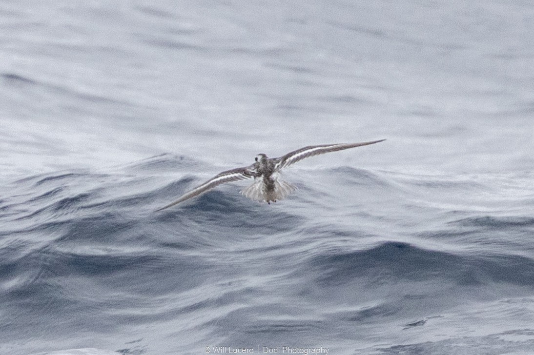 Плавунець круглодзьобий - ML644735617