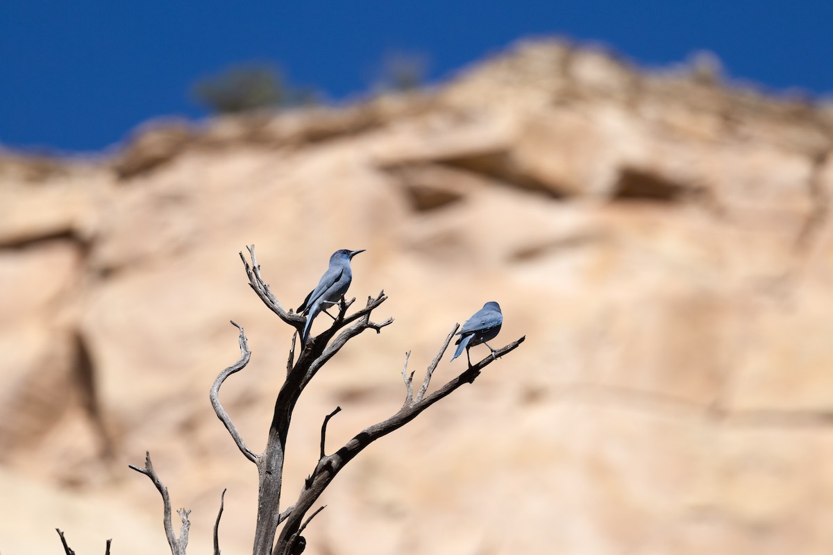 Сойка блакитна - ML644735619