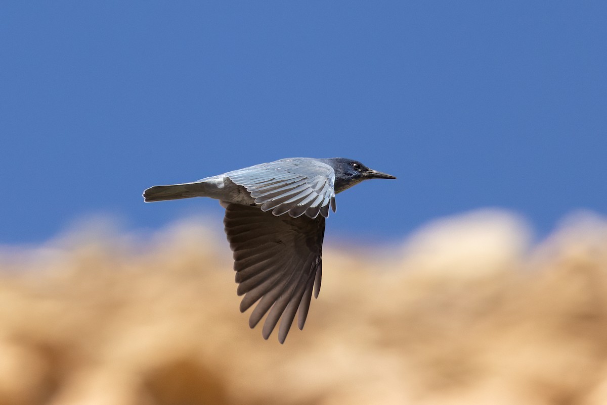 Сойка блакитна - ML644735620