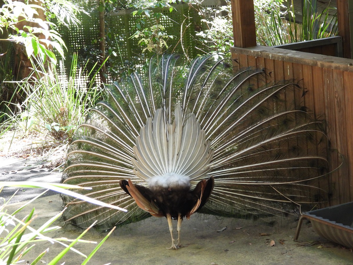 Indian Peafowl - ML644735622