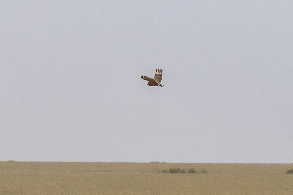 gressugle - ML644735625