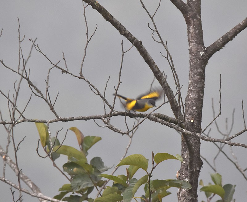 gråhakemønjefugl - ML644735626