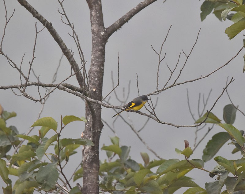 gråhakemønjefugl - ML644735627