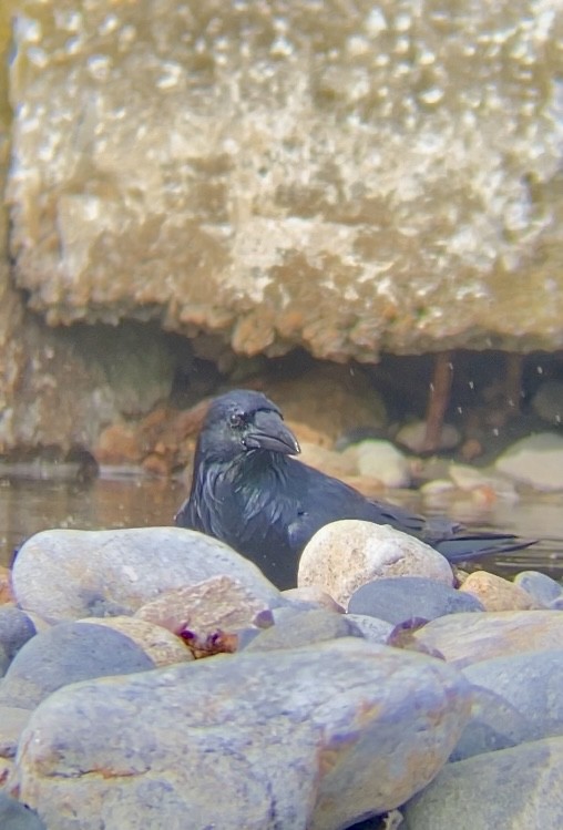 Kolkrabe - ML644735628